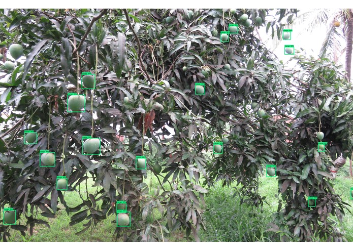 Bari mango – screenshot 3