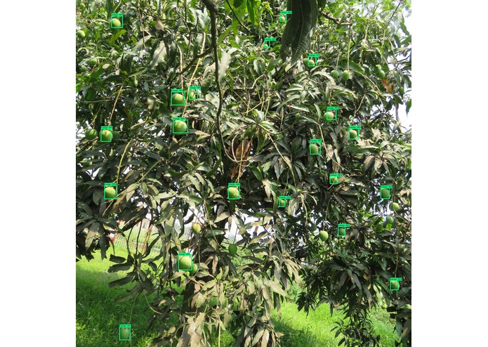 Bari mango – screenshot 4