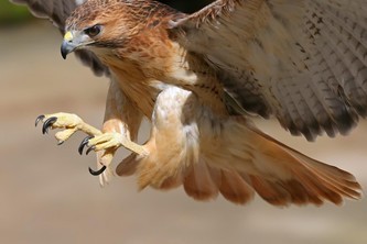 Energy Hawk – screenshot 2