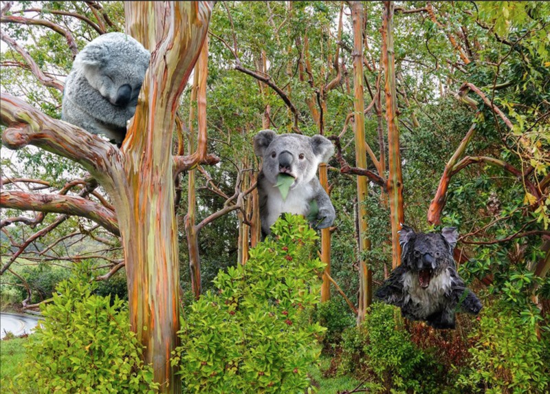 Save the Koala's – screenshot 1