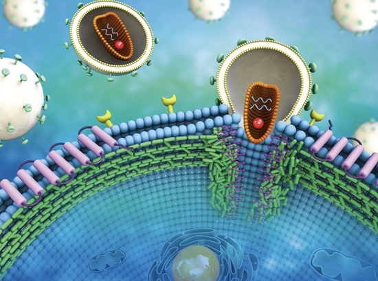 Corona virus trap / virus detector – screenshot 3
