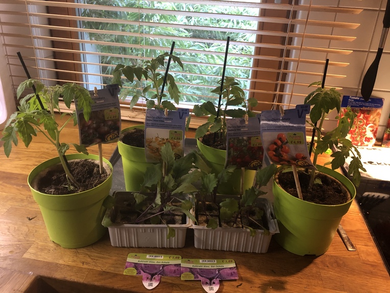 Tomatoes & potatoes – screenshot 2