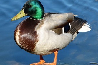 symptoms tracker bot