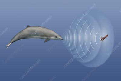 CoPing - distance measurement using audio (PROPOSAL) – screenshot 1