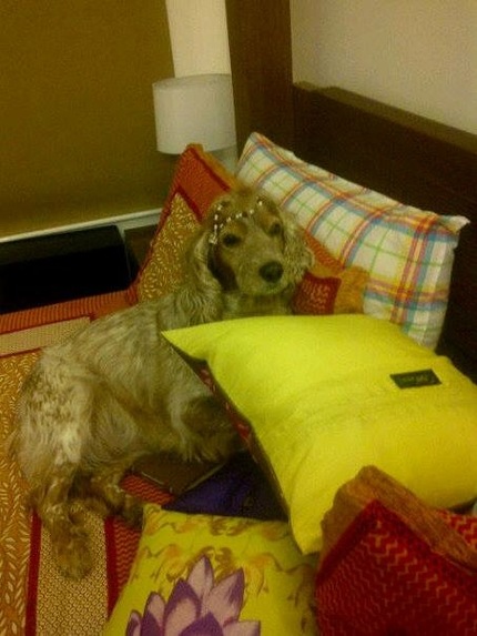 Pixie Dust  – screenshot 15