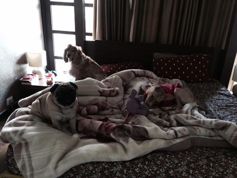 Pixie Dust  – screenshot 14