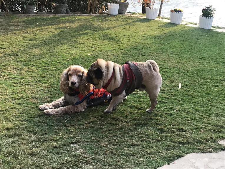 Pixie Dust  – screenshot 17