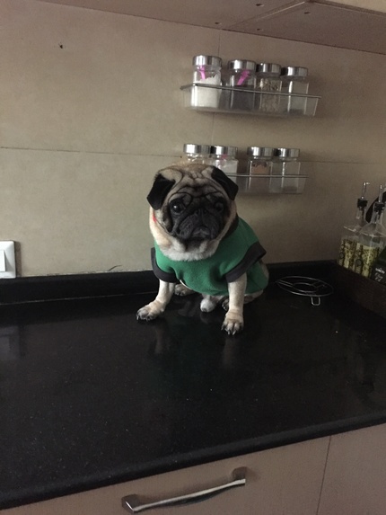 Pixie Dust  – screenshot 10