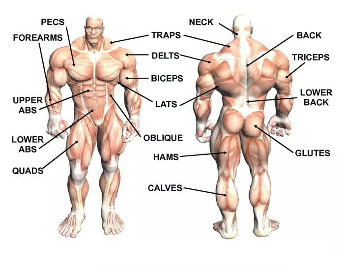 Increase Physique – screenshot 7