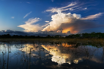 Eco-Tourism & Conservation in the Florida Everglades