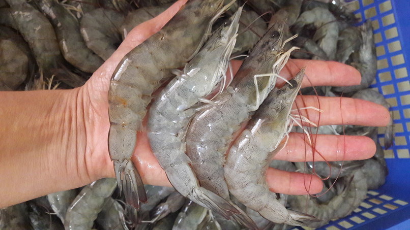 ACUACULTURA SUSTENTABLE – screenshot 3