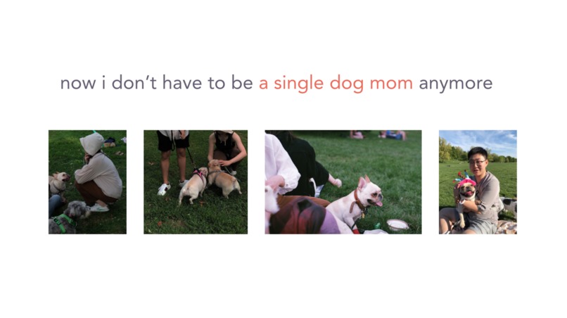 Pawsitive – screenshot 5