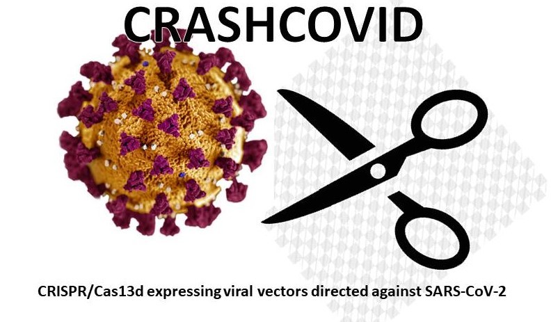 CRASHCOVID – screenshot 1