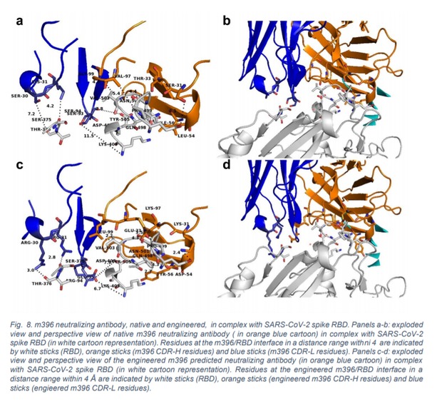 Anti-SARS-CoV-2 Spike RBD antibody – screenshot 1