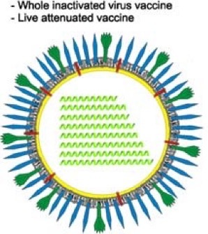 Infrared Vaccination – screenshot 3