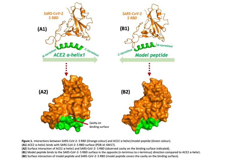 Smart peptides can solve the COVID-19 (SARS-CoV-2) pandemic. – screenshot 1