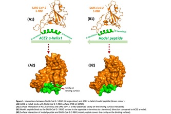 Smart peptides can solve the COVID-19 (SARS-CoV-2) pandemic.