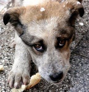 Bir Can/One Life Animal Welfare During Pandemic – screenshot 14