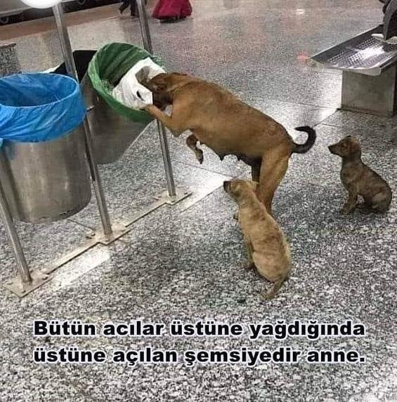 Bir Can/One Life Animal Welfare During Pandemic – screenshot 11