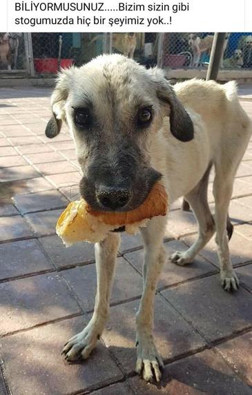 Bir Can/One Life Animal Welfare During Pandemic – screenshot 13