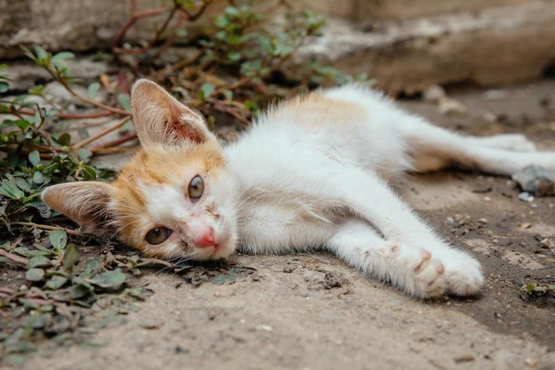 Bir Can/One Life Animal Welfare During Pandemic – screenshot 10