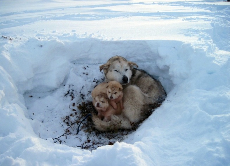 Bir Can/One Life Animal Welfare During Pandemic – screenshot 4