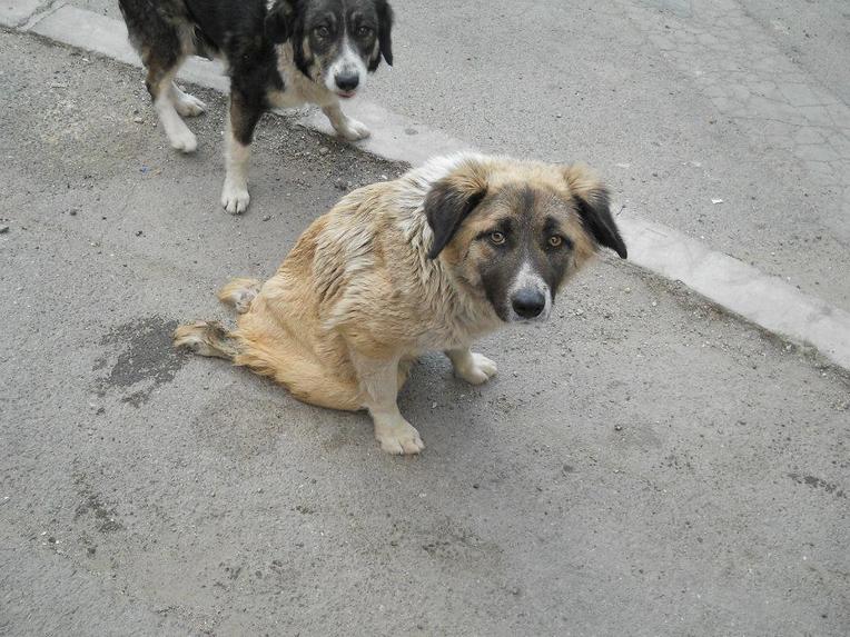 Bir Can/One Life Animal Welfare During Pandemic – screenshot 5