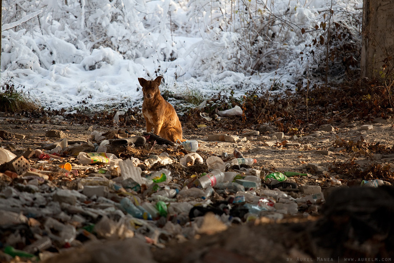 Bir Can/One Life Animal Welfare During Pandemic – screenshot 7