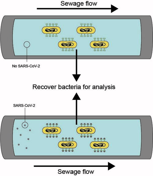 Virusaholic SynBacteria – screenshot 2