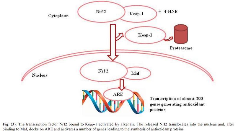OXYGEN OZONE  IMMUNOCEUTICAL THERAPY OF COVID-19 INFECTION – screenshot 1