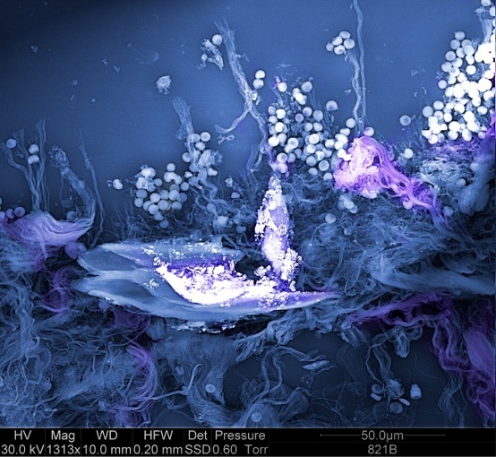 NanoCOVID19 – screenshot 1