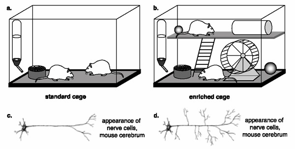Is enriched environment a solution ? – screenshot 3