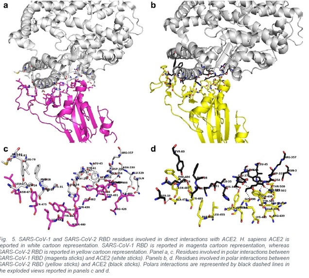 Kit for detecting SARS.CoV.2 spike protein in biofluids – screenshot 1