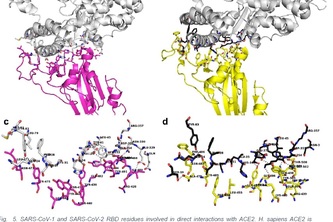 Kit for detecting SARS.CoV.2 spike protein in biofluids