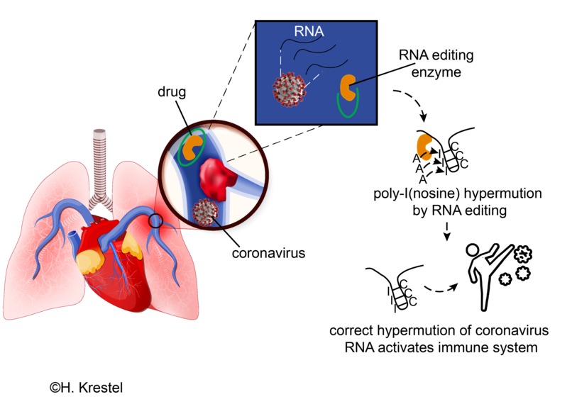 RNA editing of corona activates inate immune system response – screenshot 1