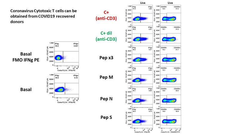CAPTURE: CYTOTOXIC T LYMPHOCYTES SPECIFIC AGAINST COVID-19 – screenshot 3