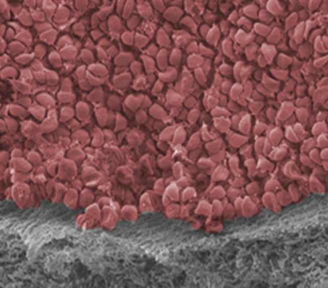 PlasmaNua – screenshot 1