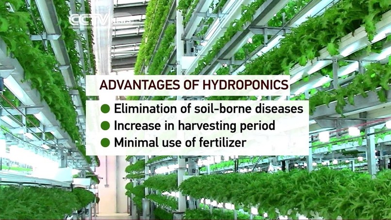 Hydroponic Farming for staying Safe, Healthy and engaged  – screenshot 1