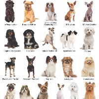 Dog Breed Classifier – screenshot 1