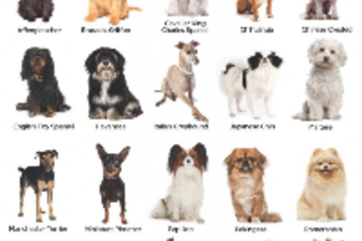 Dog Breed Classifier
