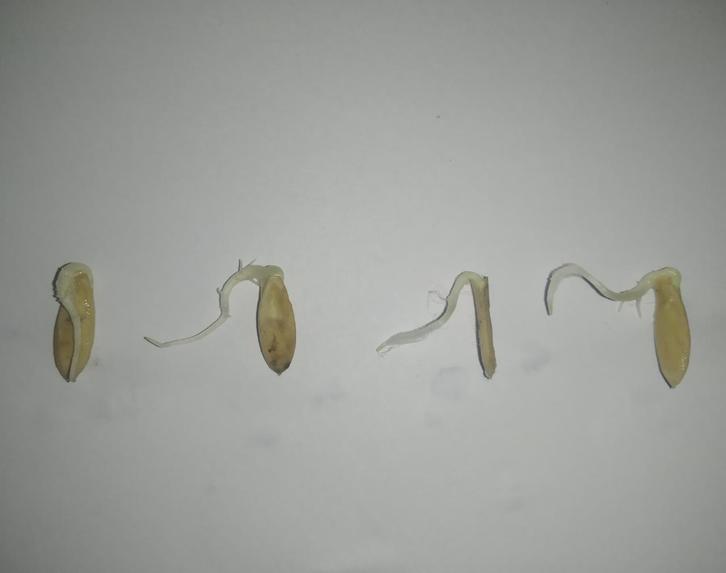 Microstrip Patch Antenna Based Hydroponic Farm Technology  – screenshot 2