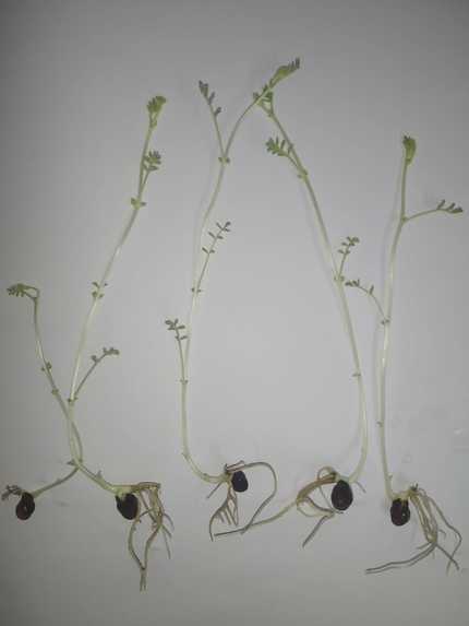 Microstrip Patch Antenna Based Hydroponic Farm Technology  – screenshot 3