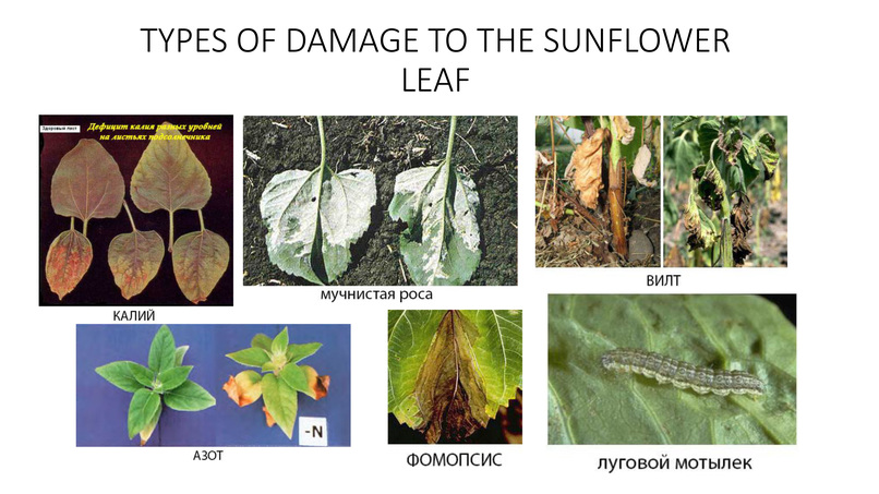 Field monitoring – screenshot 2