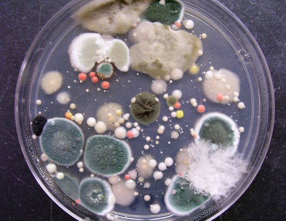 DDT Mold – screenshot 1