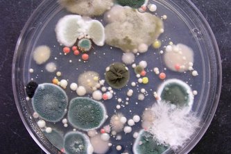 DDT Mold