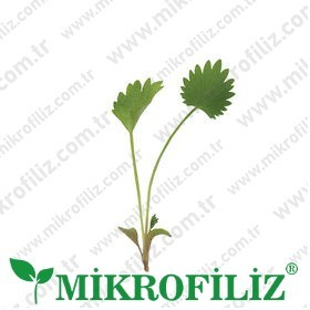 Mikrofiliz yetiştirme kiti – screenshot 4