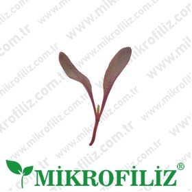 Mikrofiliz yetiştirme kiti – screenshot 6