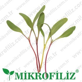 Mikrofiliz yetiştirme kiti – screenshot 5