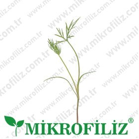 Mikrofiliz yetiştirme kiti – screenshot 7