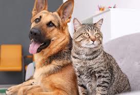 Dog/Cat Toy Finder – screenshot 1